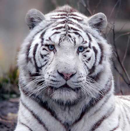 http://3.bp.blogspot.com/_DMxDOYqJJ7Q/TAY6xVdR3BI/AAAAAAAABOk/Qt53uH73ijg/s1600/tigre-blanc.jpg