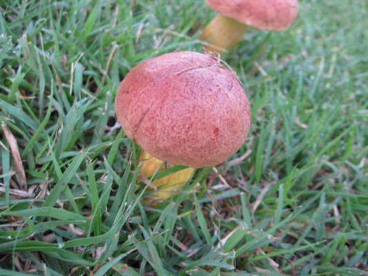 [toadstool+-notoad0001.jpg]