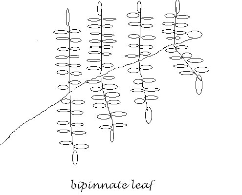 [leaf+pattern.bmp]