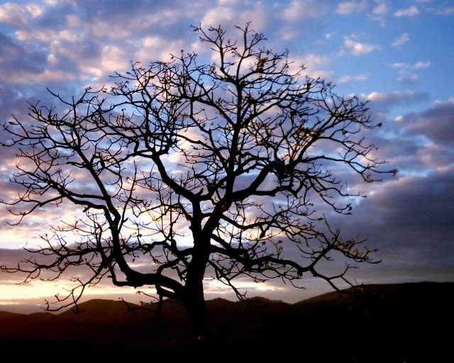 O Que Significa Sonhar Com árvore Seca Fotos de Natureza: Árvore Seca