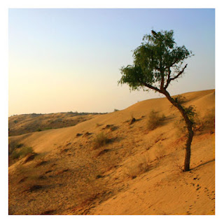 Gurun - Gurun Terluas di Dunia Thar+Desert