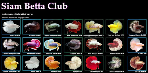 Siam Betta Club