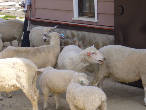 [20090502-sheep.JPG]