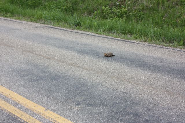 [BoxTurtle+On+Road.jpg]