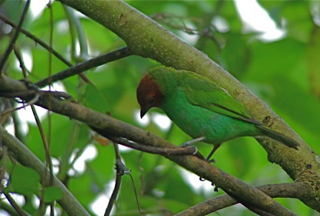 [BayHeadedTanager.jpg]