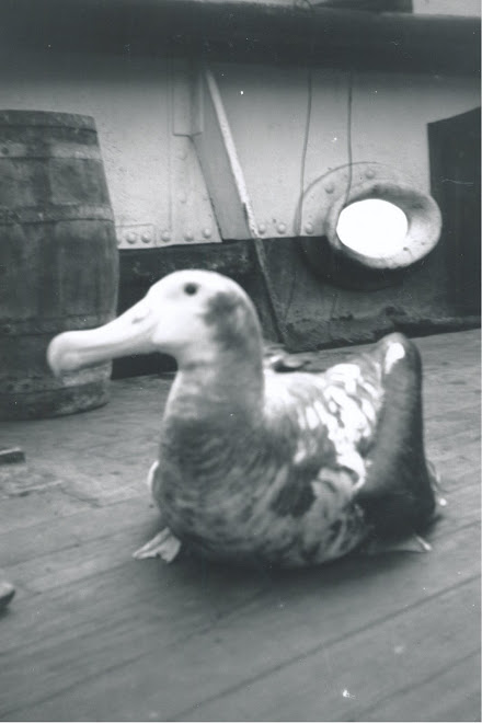 the albatros