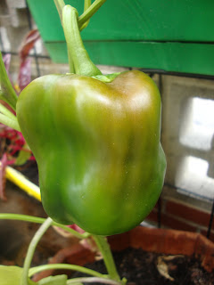 sara may.... or she may not