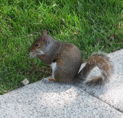 First Squirrel