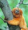 Golden Lion Tamarin ----Who wouldn't want to research me?