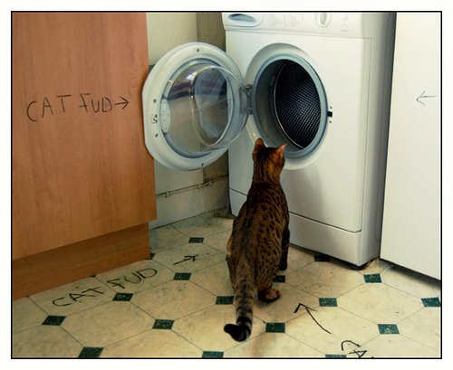 [catfud.jpg]