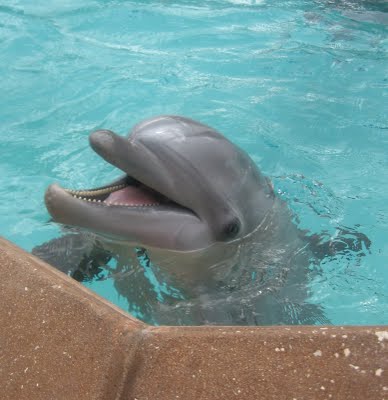 [sea+world+dolphin.jpg]
