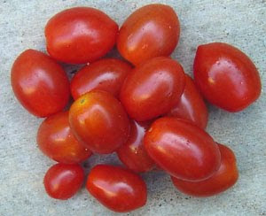 Wee Tomatoes | meljoulwan.com