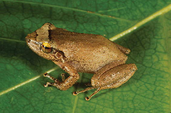 coqui pictures