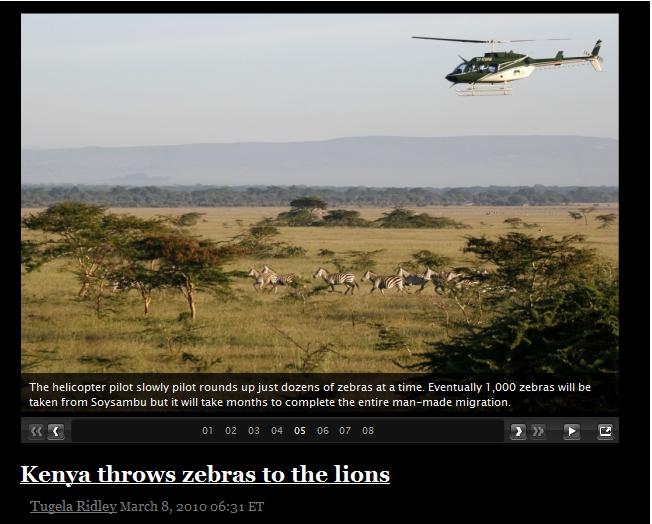 [kenyazebrasroundedup.jpg]