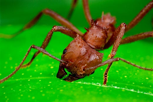 [Leafcutter-ant-3.jpg]
