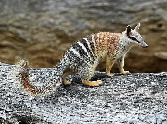 [numbat1.jpg]