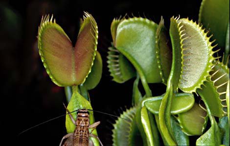 [venus_flytrap_lg.jpg]