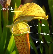 [Sarracenia_pitcher_anatomy_basic.svg.png]