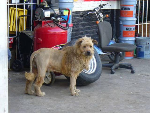 [liondog.jpg]
