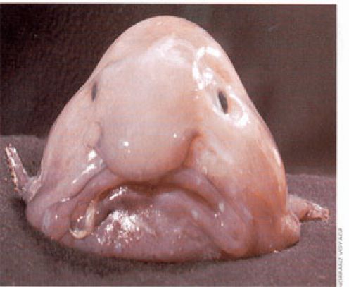[blobfish.jpg]
