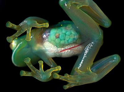 [transparent-frog.jpg]