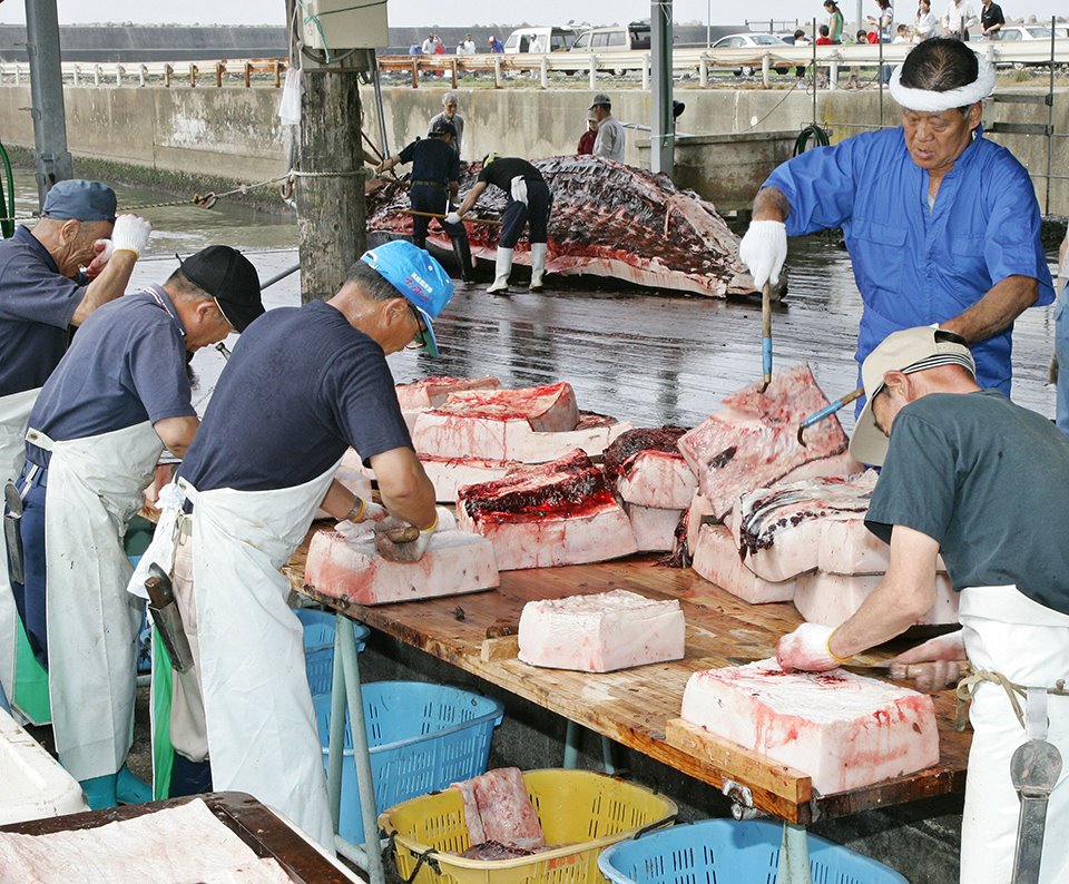 [8c470f6a_ANP_4752910.jpg]