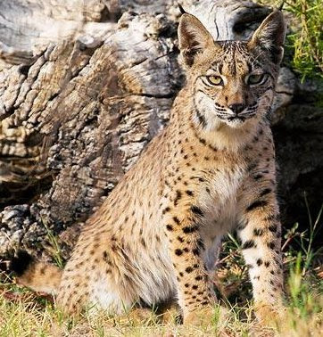 Egyptian Lynx Cat