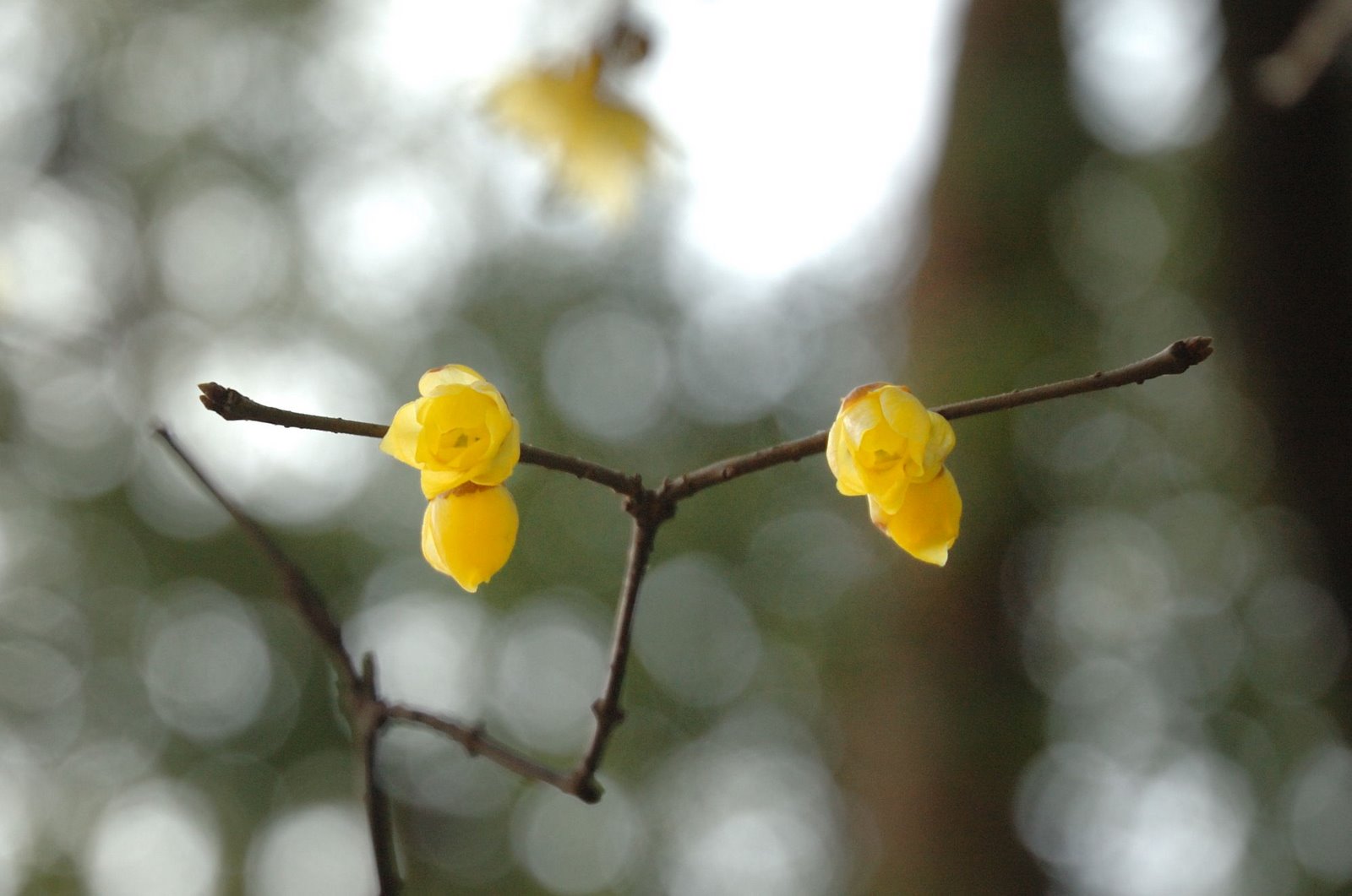 [2007-01-28å  é« å³°+015-nef.jpg]