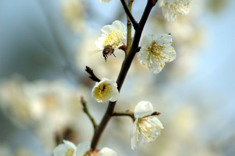 [2007-02-11植物园+009.jpg]