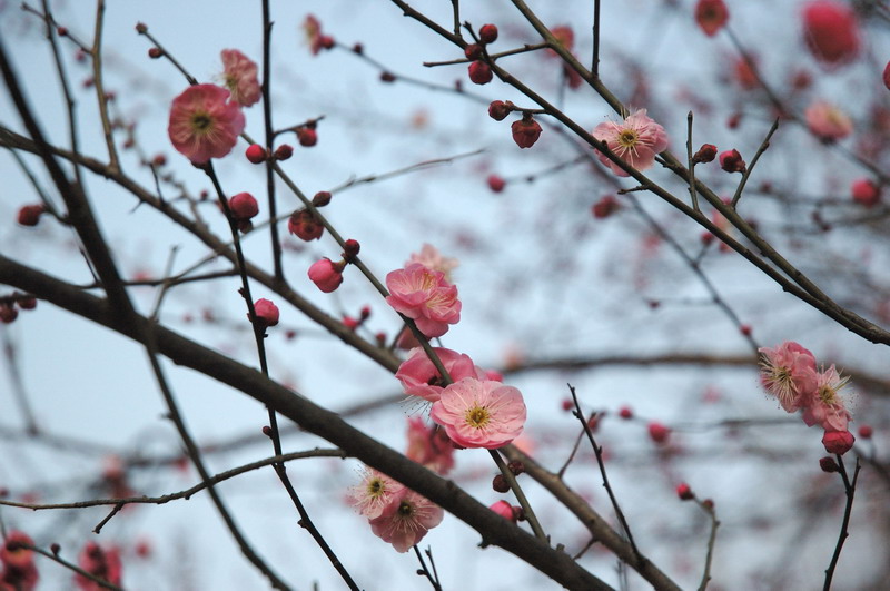 [2007-02-11植物园+003.jpg]