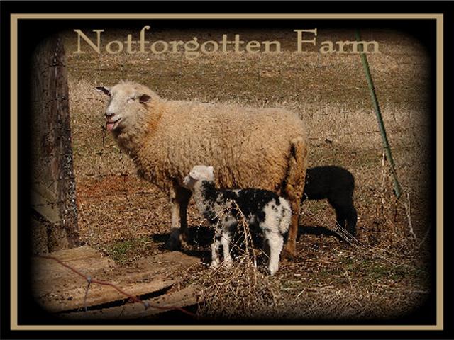 Notforgotten Farm