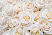 i like white roses~