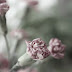 Spray Carnations / Trosanjers
