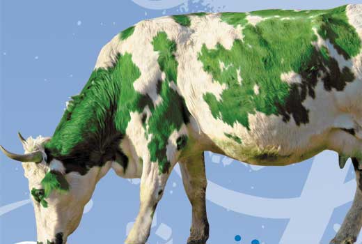 Green cow!