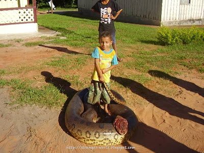snake the green anaconda snake the green anaconda