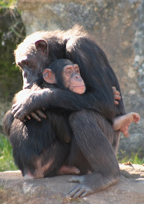 chimpanser+kramas.jpg