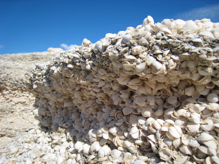 Shell Beach