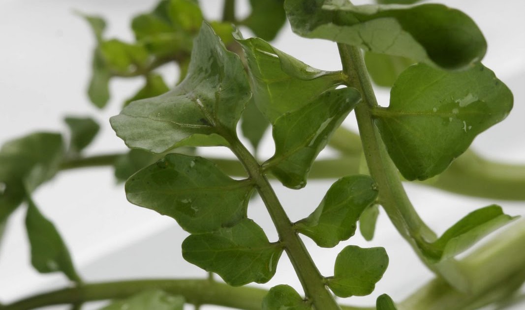 Jeng, Ini Daun Apa Sih&hellip;? Ilmu Memasak