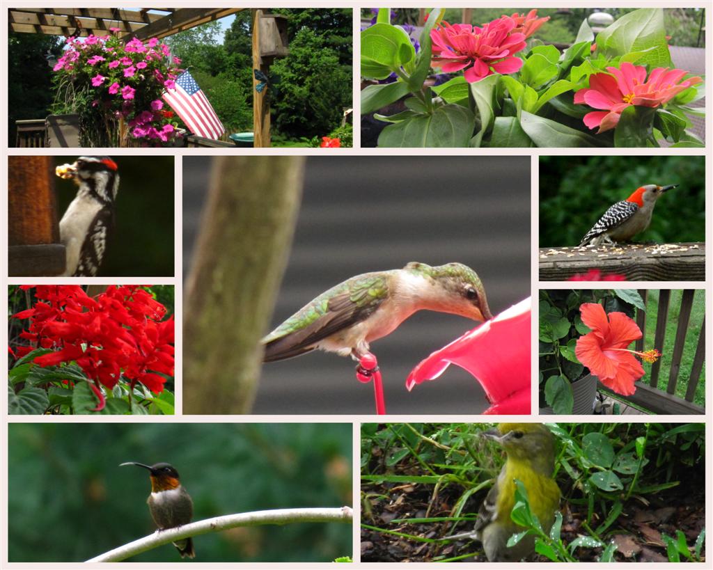 Viewing nature with Eileen Birds and Blooms