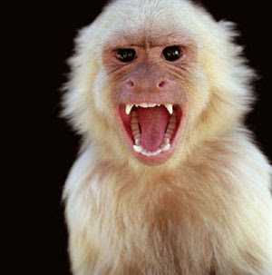 angry_monkey.jpg