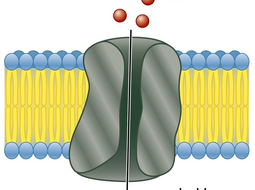 Sandwalk VoltageGated Ion Channels