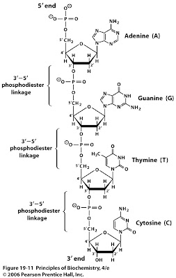Polynucleotide Structure