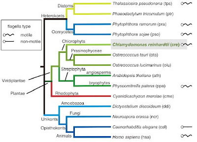 Chlamydomonas+diagram+with+labels