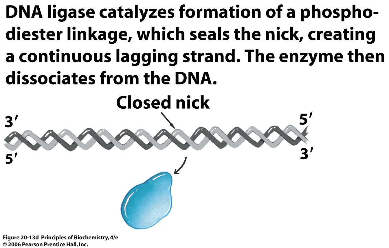 [figure+20-13d.jpg]