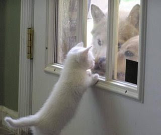 http://3.bp.blogspot.com/_DZnjHzTQ1rg/ScK7zKUqsTI/AAAAAAAAABU/rTvr6IUIsJk/s320/gatos-perros%5B1%5D%5B1%5D.jpg