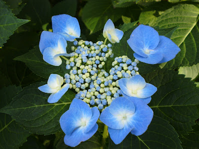 Making Faces Inspired By Hydrangeas And Clinique