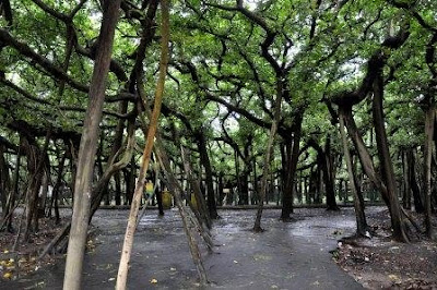 Banyan Tree Kolkata