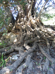 Alfarrobeira centenária (Algarve)