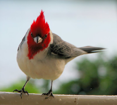 Brazilian or Red-crested Cardinal, Maui, Hawaii
