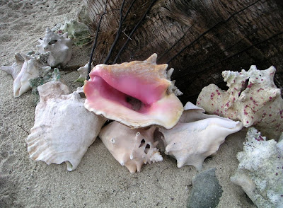 Shells, Belize